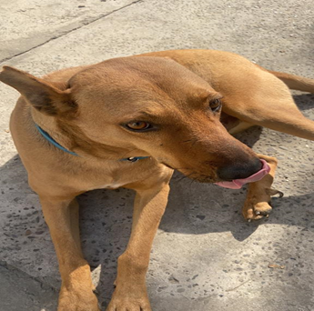 PAWS Reflect contest in progress